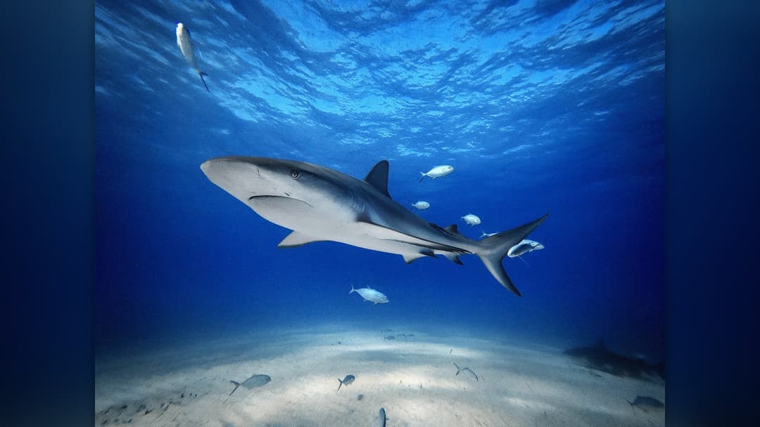 11. Caribbean Reef Shark Caves