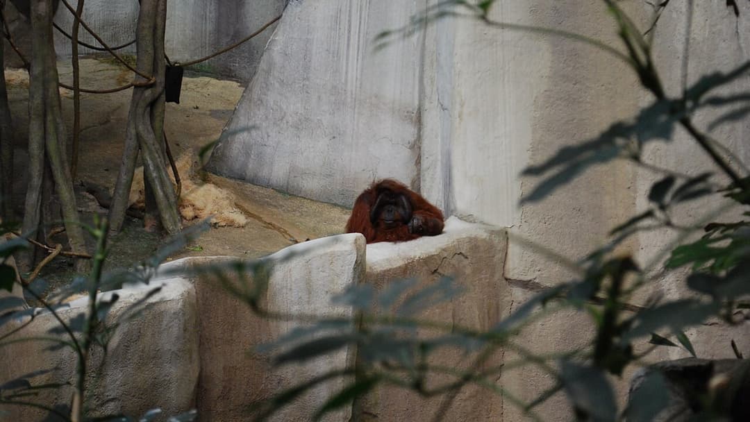 2. The Solitary Great Ape