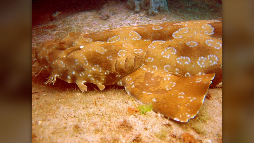 10. Wobbegong Ambush Masters