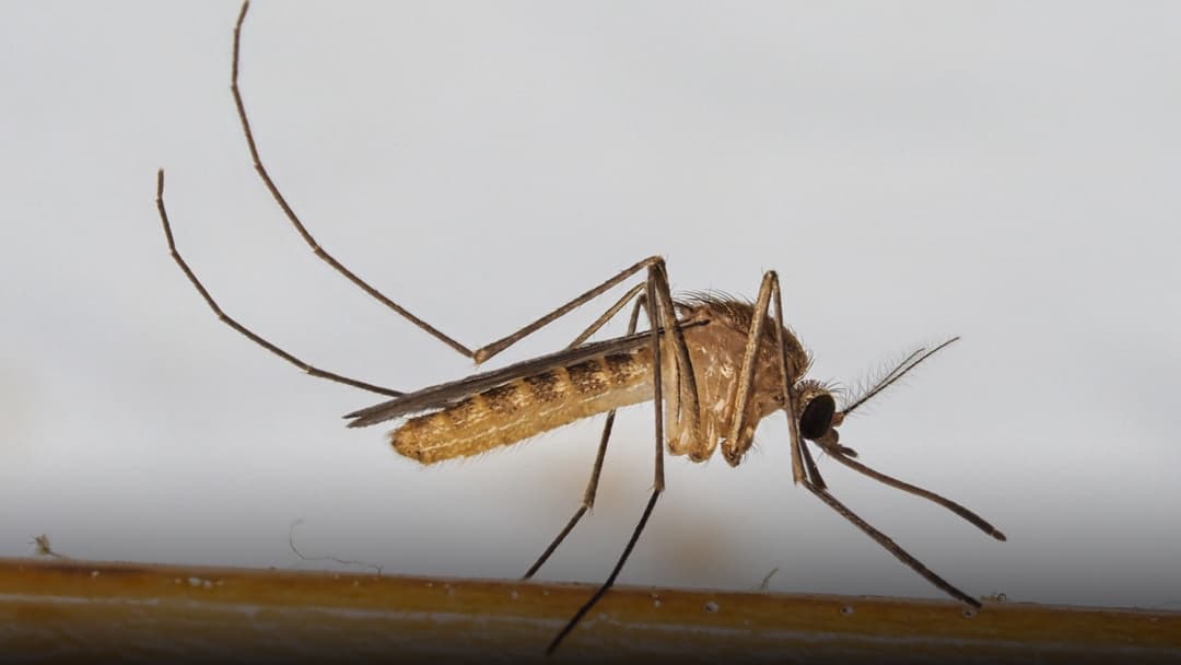 Close-up macro of a Culex pipiens mosquito showing delicate wings and slender piercing proboscis.