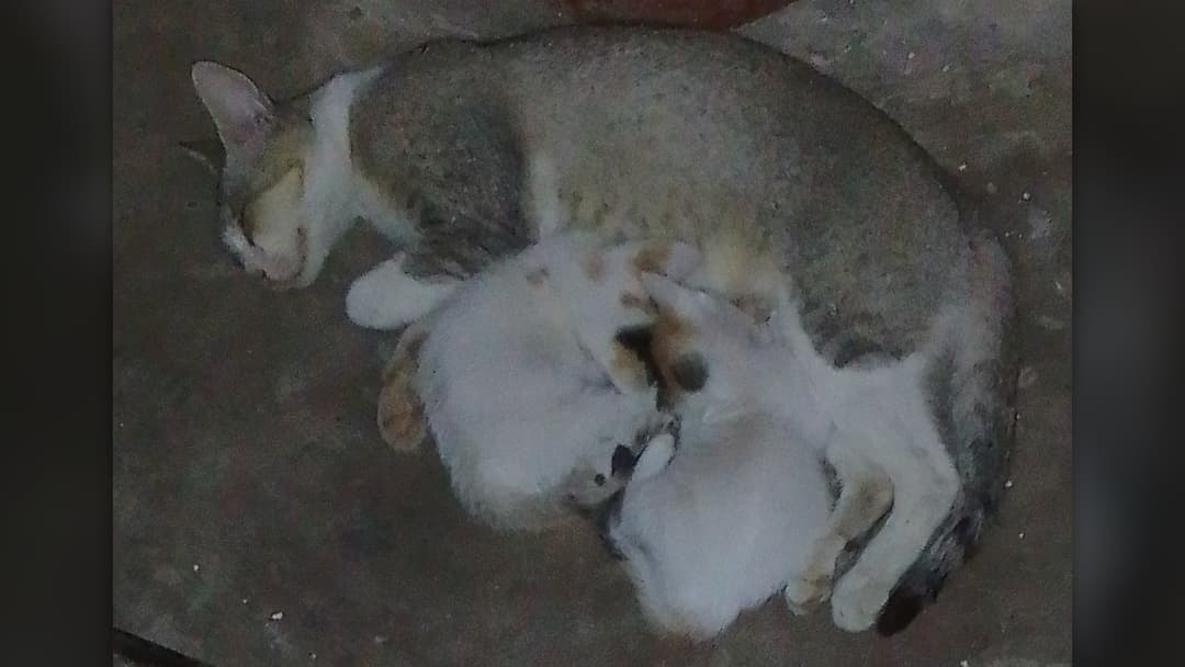 Two kittens sleeping peacefully in mother cat lap