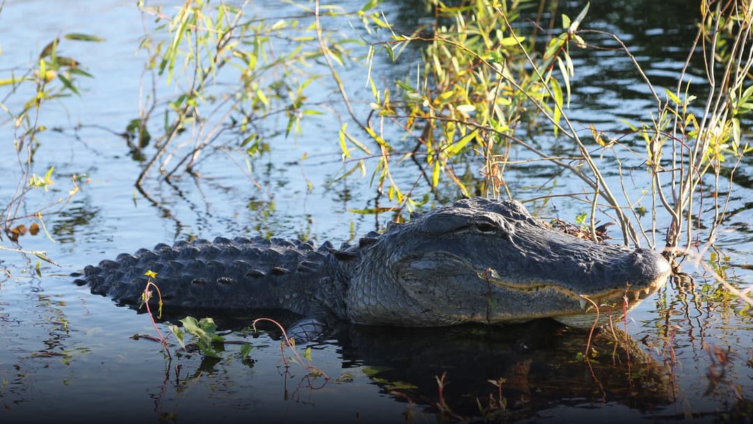 Massive dark American alligator resting on a sunny marsh bank in the Everglades.