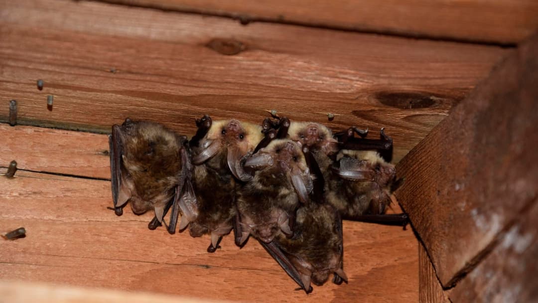 10. Brown Long-Eared Bat: Ultrasonic Echolocation Pinnae