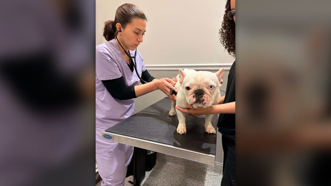 #15 Canine Diabetes Mellitus