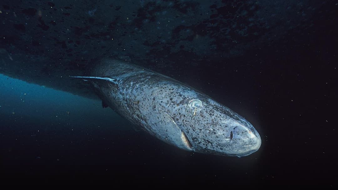 A massive prehistoric Greenland shark gliding silently through the deep, frigid Arctic ocean abyss under sea ice.