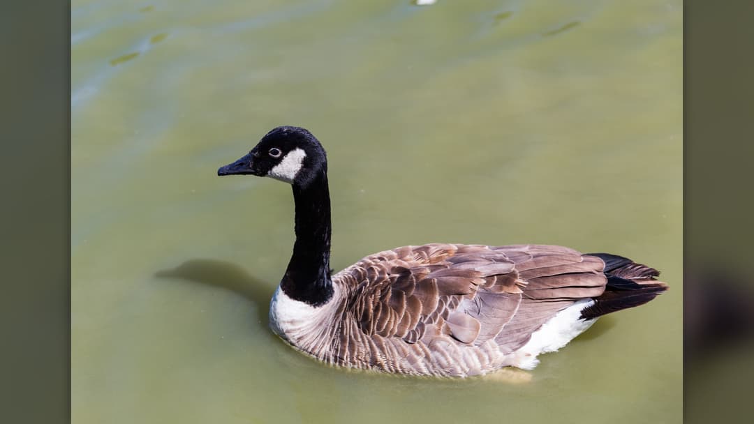 16. Canada Goose (61 Percent Confidence)