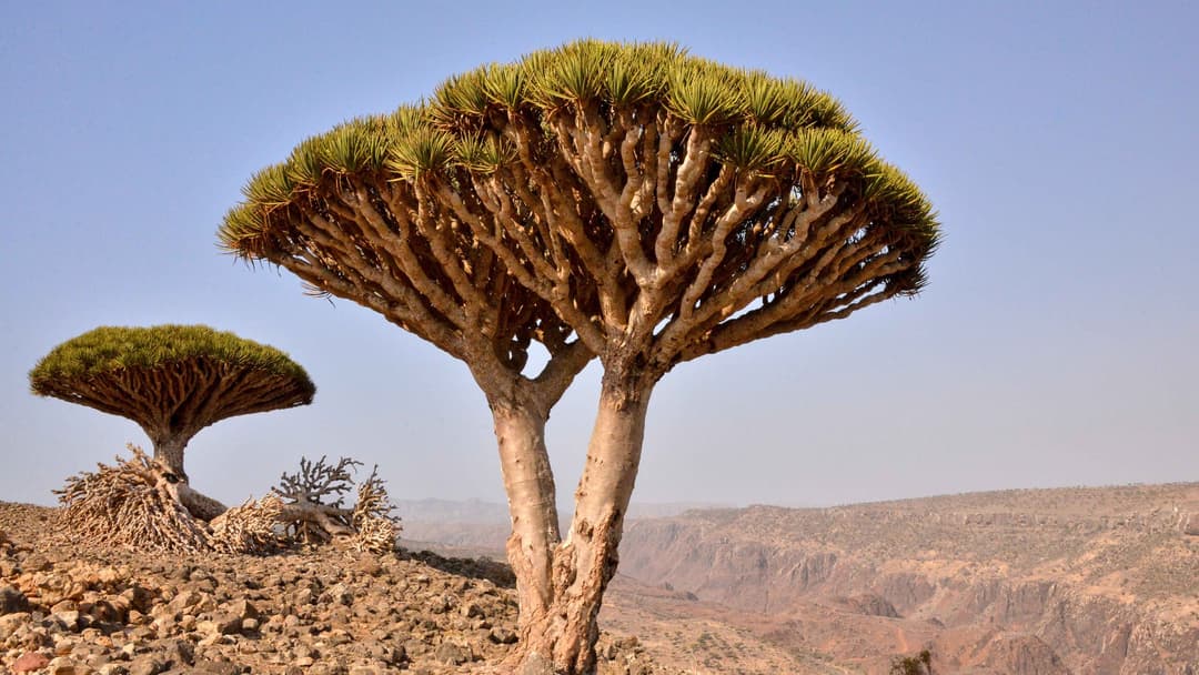 3. Socotra Dragon's Blood Tree: 10 Meters Tall