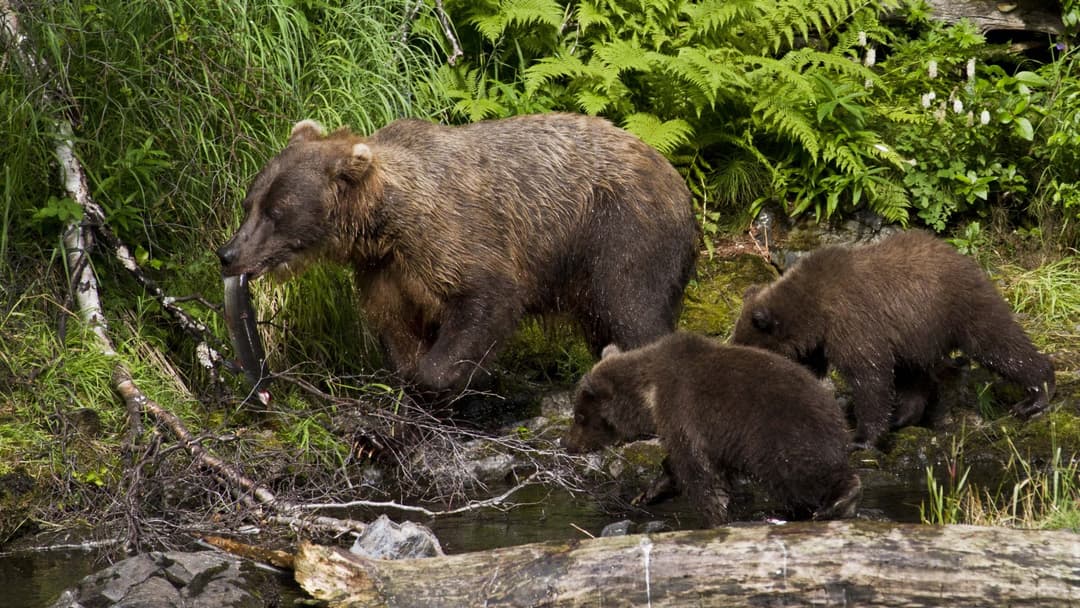 5. Grizzly Bears: River Salmon Snatching
