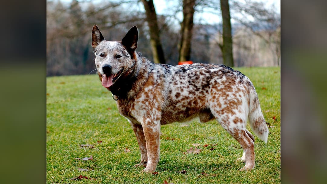#7 Fleas, Ticks, And Intestinal Parasites