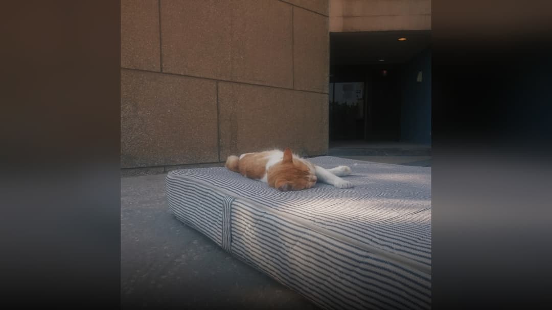 A domestic cat curled up peacefully asleep on a soft woven blanket, resting in serene tranquility.