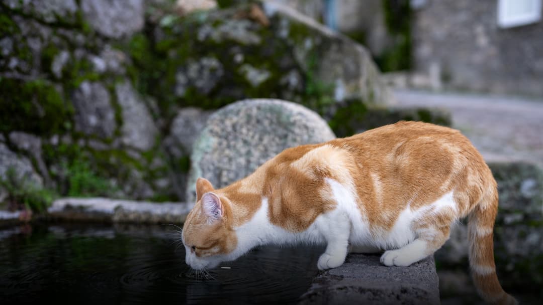 An orange and white domestic cat leaning over a stone water basin to drink, creating concentric circular ripples in the dark water.