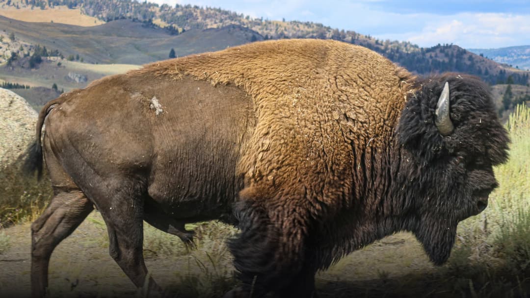 A massive, powerful adult bull bison walking through vibrant green grassland under bright daylight in Yellowstone National Park.