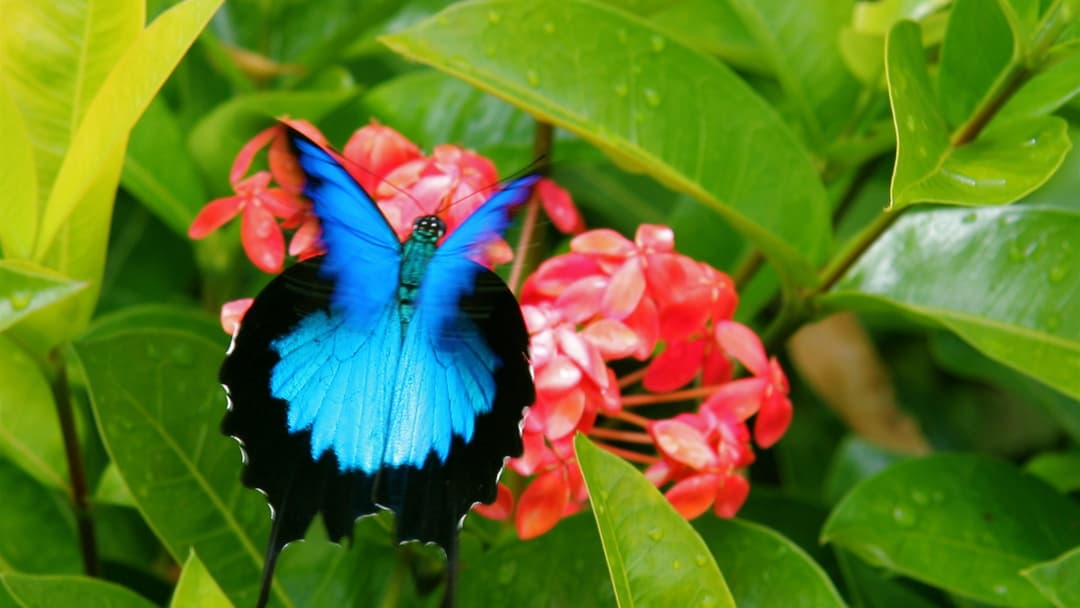Ulysses Butterfly (Papilio ulysses) displaying iridescent electric-blue wings and black borders near red flowers