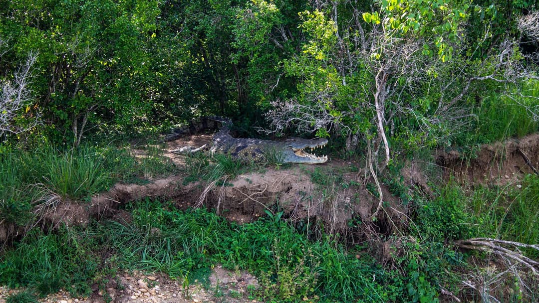 5. Nile Crocodile (9 Percent Confidence)