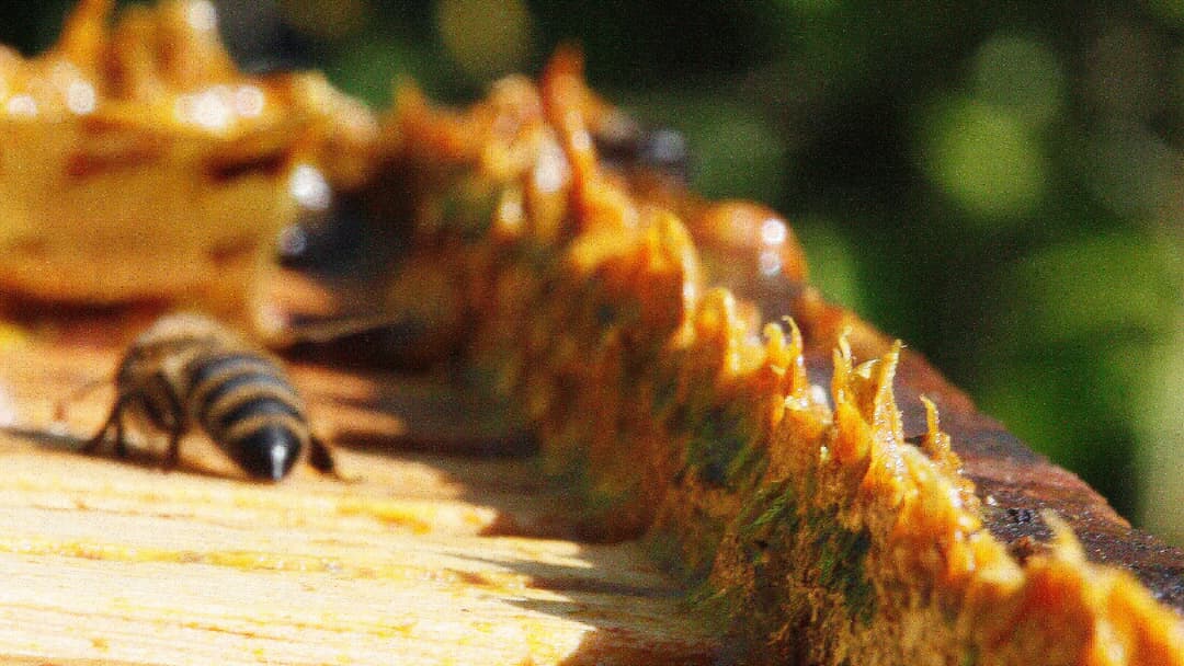 17. Days Twenty-Four And Up Propolis Gathering