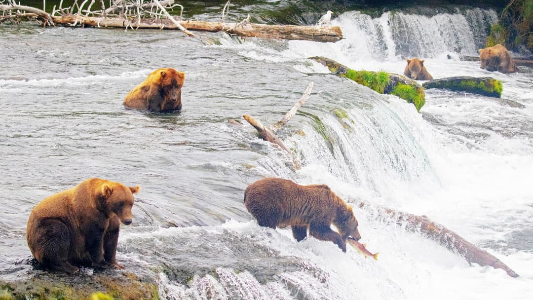 1. Grizzly Bear (6 Percent Confidence)