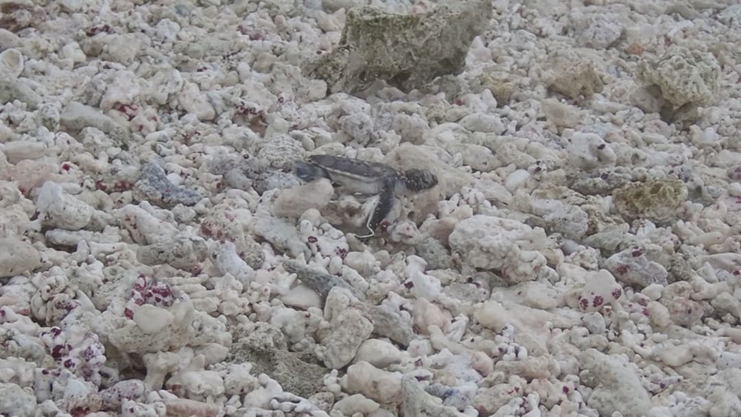 13. Sea Turtle Hatchlings Sprint By Midnight Magnetism