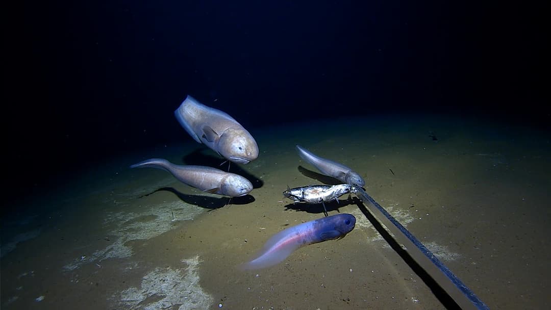 Pale translucent Mariana snailfish swimming gracefully over hadal trench sediment.