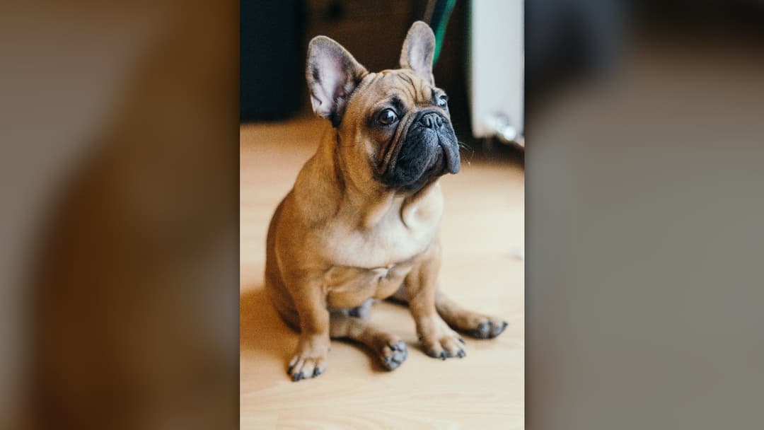 #4 Canine Obesity And Overweight Status