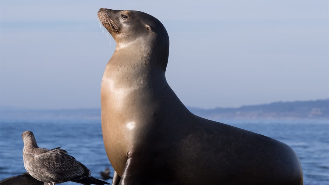 13. California Sea Lion (Mastering Transitive Logic And Symbols)