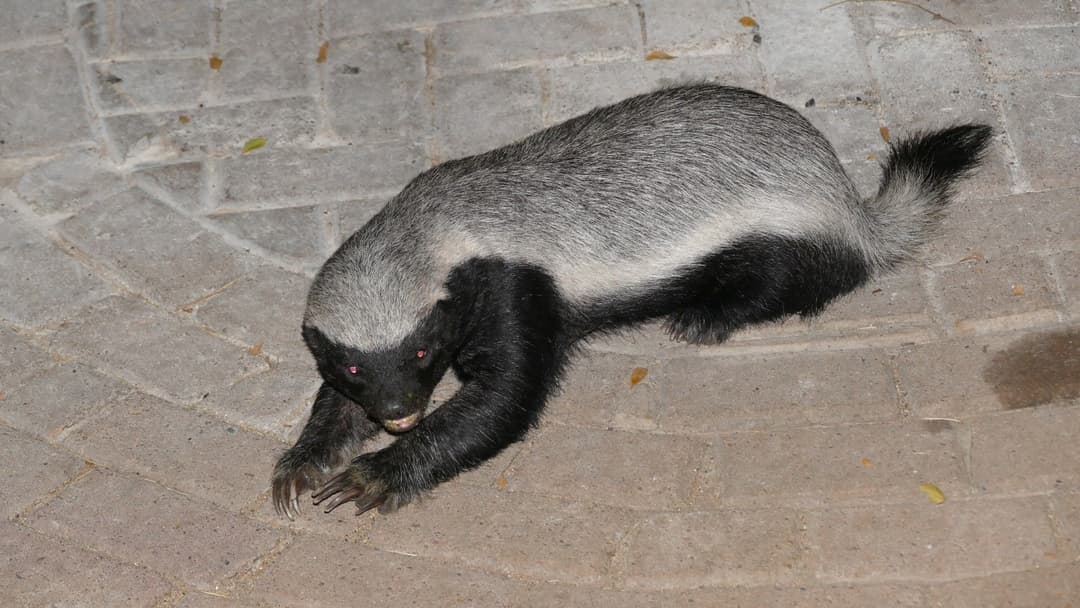 12. Honey Badger (34 Percent Confidence)