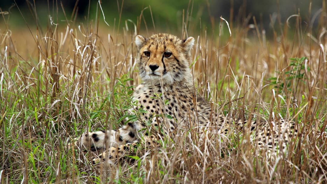5. Cheetah Cubs Mimic Ferocious Honey Badgers