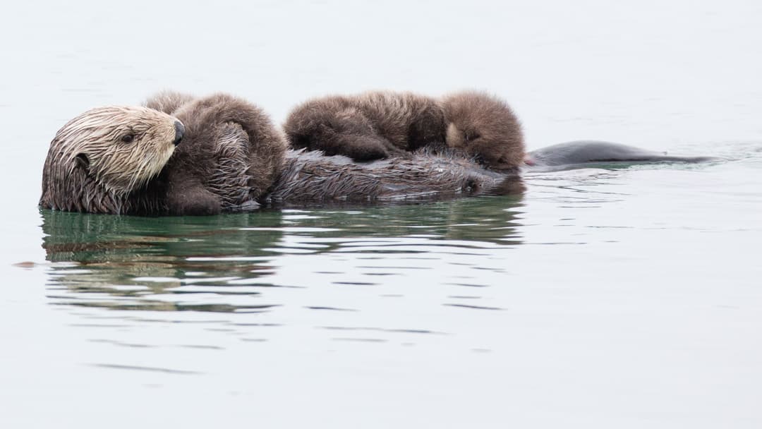 3. Sea Otters: Kelp Anchors And Rock Anvils