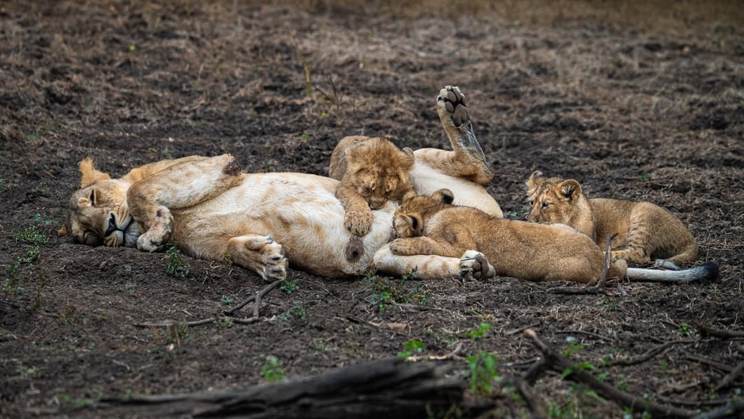 13. Lions: Flanking Ambush Formations
