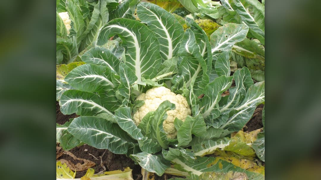 8. Giant Cauliflower (60.6 Pounds)