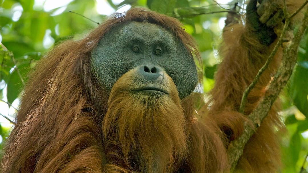 20. Three Entirely Separate Species