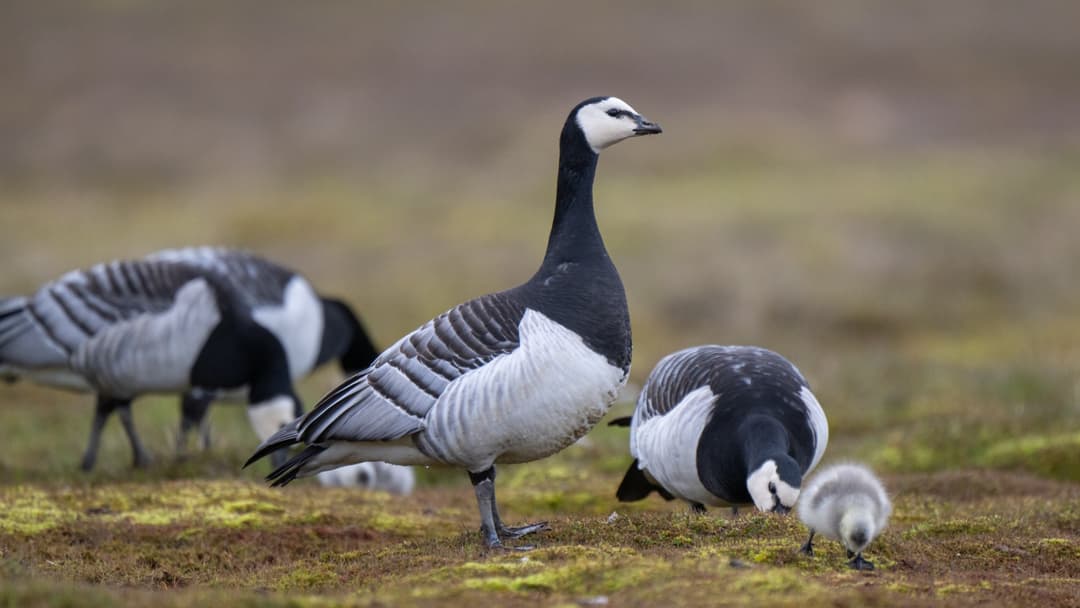 16. Barnacle Goose Goslings Leap Off Towering Cliffs