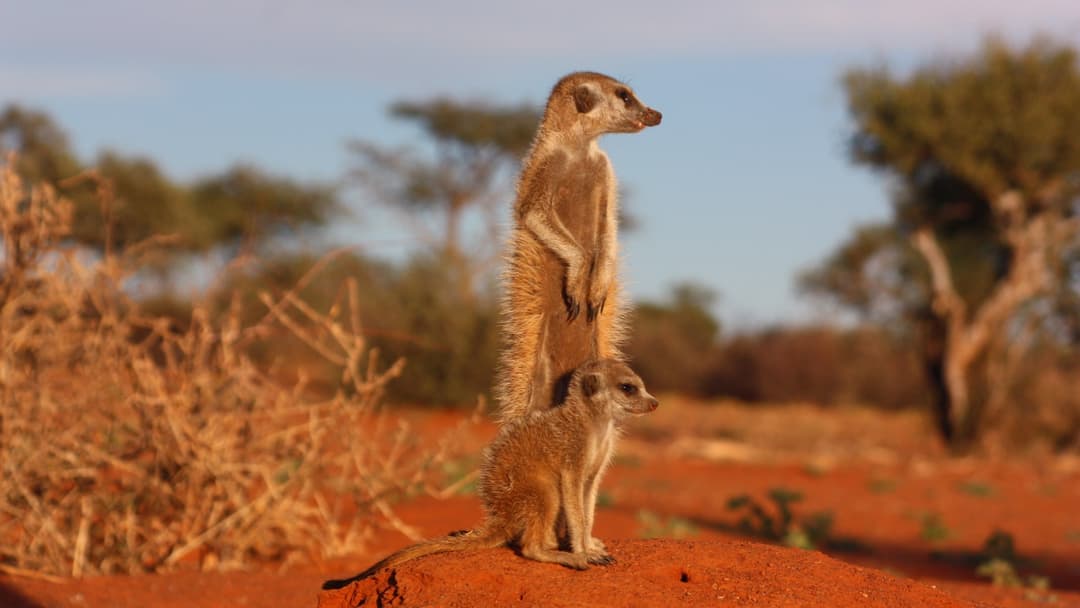 4. Meerkats: Graduated Scorpion Training