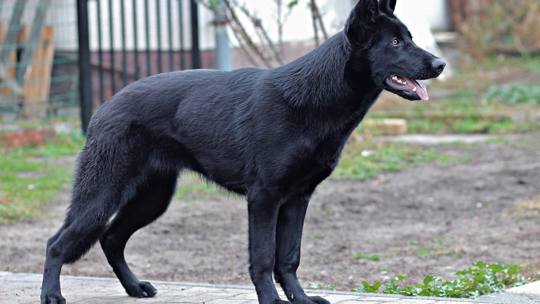 14. Large Dog (54 Percent Confidence)