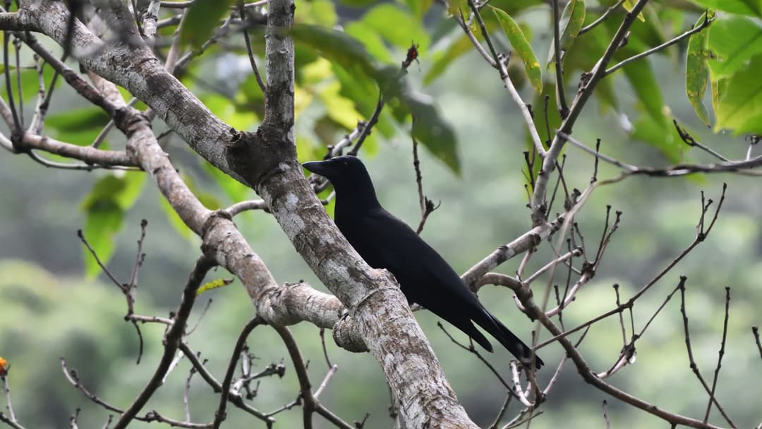7. New Caledonian Crow (Manufacturing Hooked Tools And Compound Sticks)
