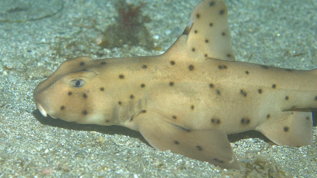14. Horn Sharks On Rocky Reefs