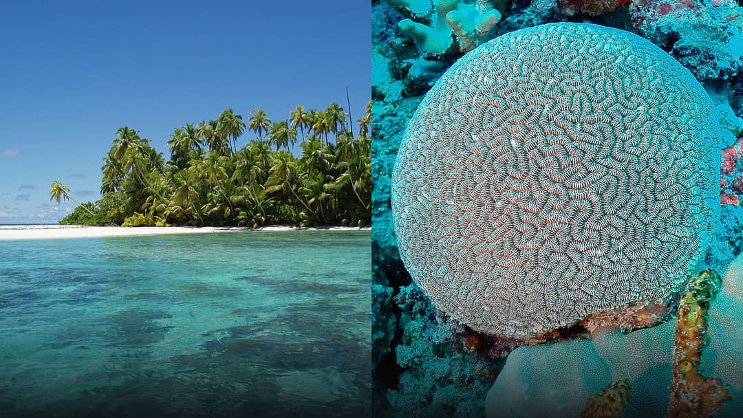 Split view of the Chagos Archipelago featuring the turquoise atoll lagoon and the living endemic Chagos brain coral beneath the waves.