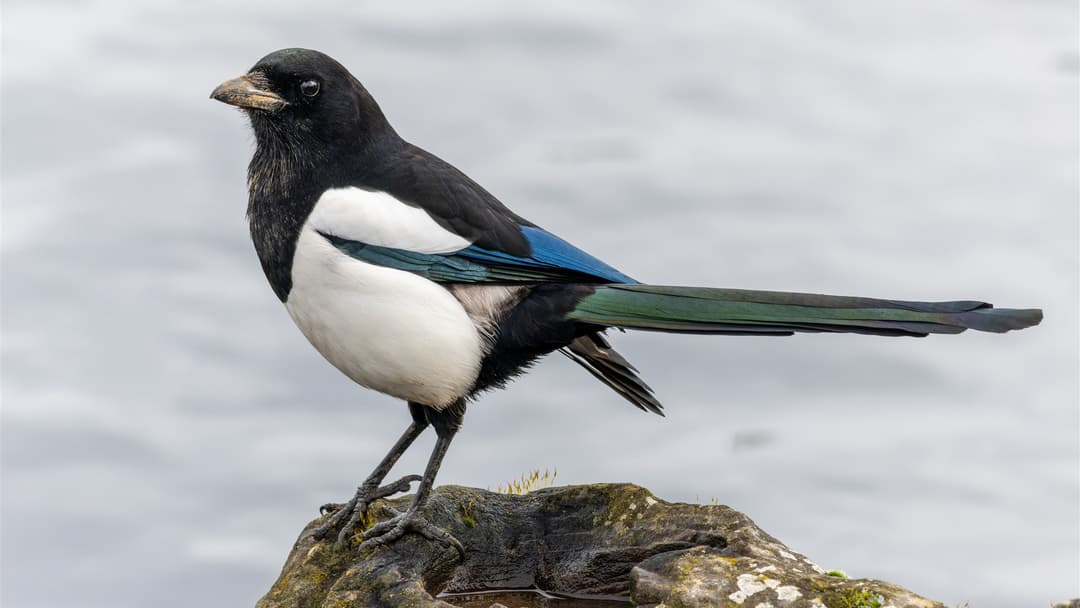 12. Eurasian Magpie (Passing The Mirror Self-Recognition Test)