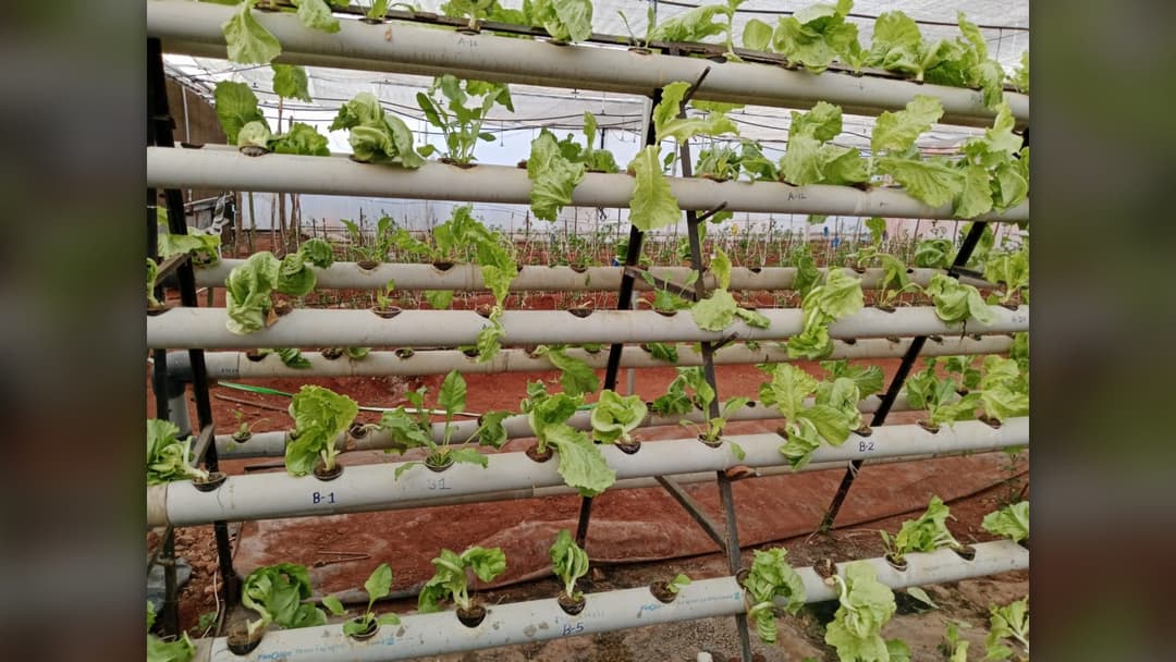 13. Controlled Agriculture: Multi-Tier Hydroponic Facilities