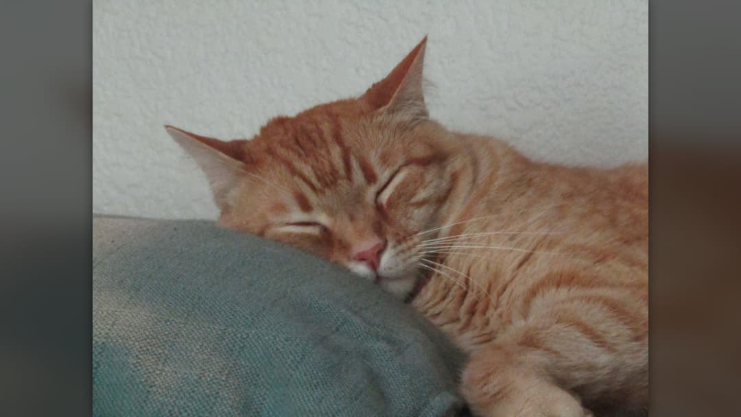 17. Domestic Cat (69 Percent Confidence)