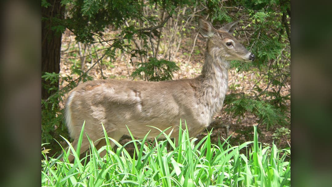 1. White-Tailed Deer: Independent 180-Degree Swivel Pinnae