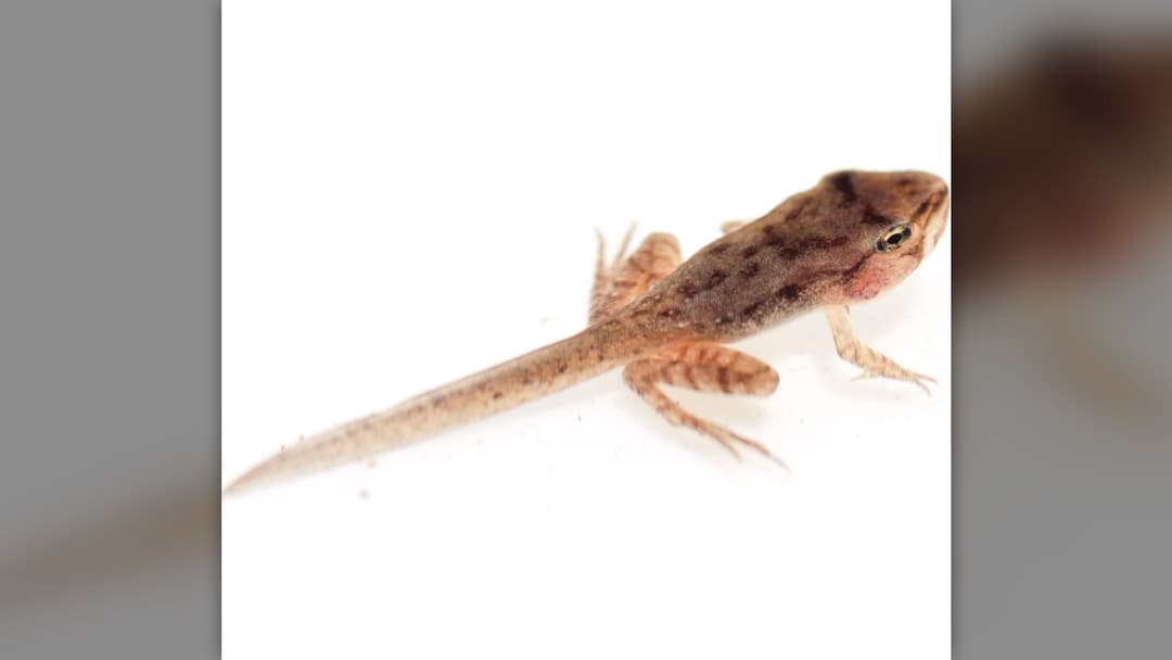 11. Wood Frog Tadpoles Produce Natural Antifreeze