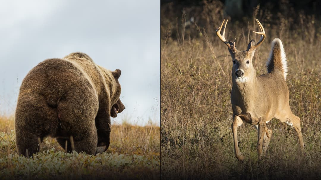 Dual-panel cover comparing an imposing grizzly bear in Denali with a majestic mature white-tailed buck at attention in Shenandoah National Park.