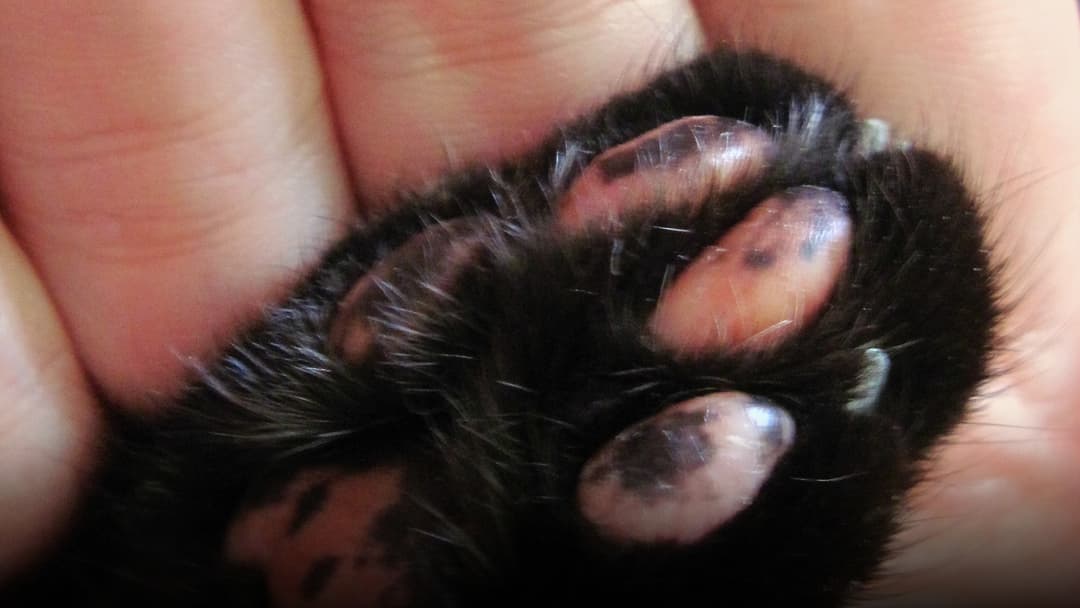 A close macro photograph of a cat's soft paw showing pink and black speckled toe beans and sweat pad surfaces.