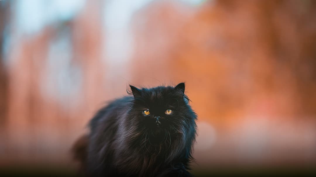 A sleek black cat striding smoothly across garden grass, demonstrating its graceful pacing locomotion.