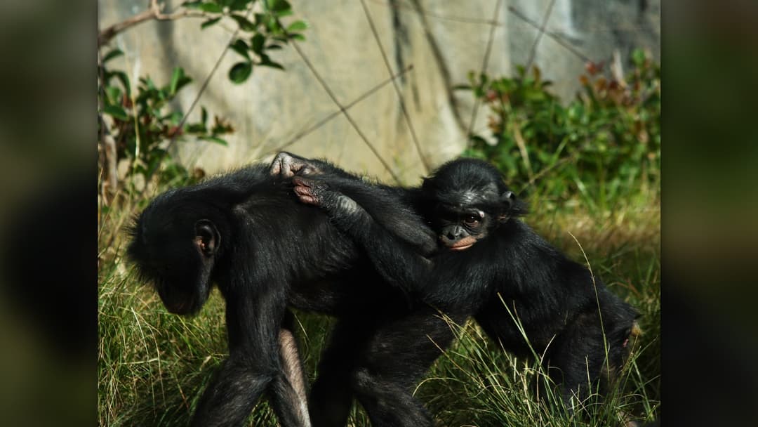 6. Chimpanzees: Termite Fishing Probes