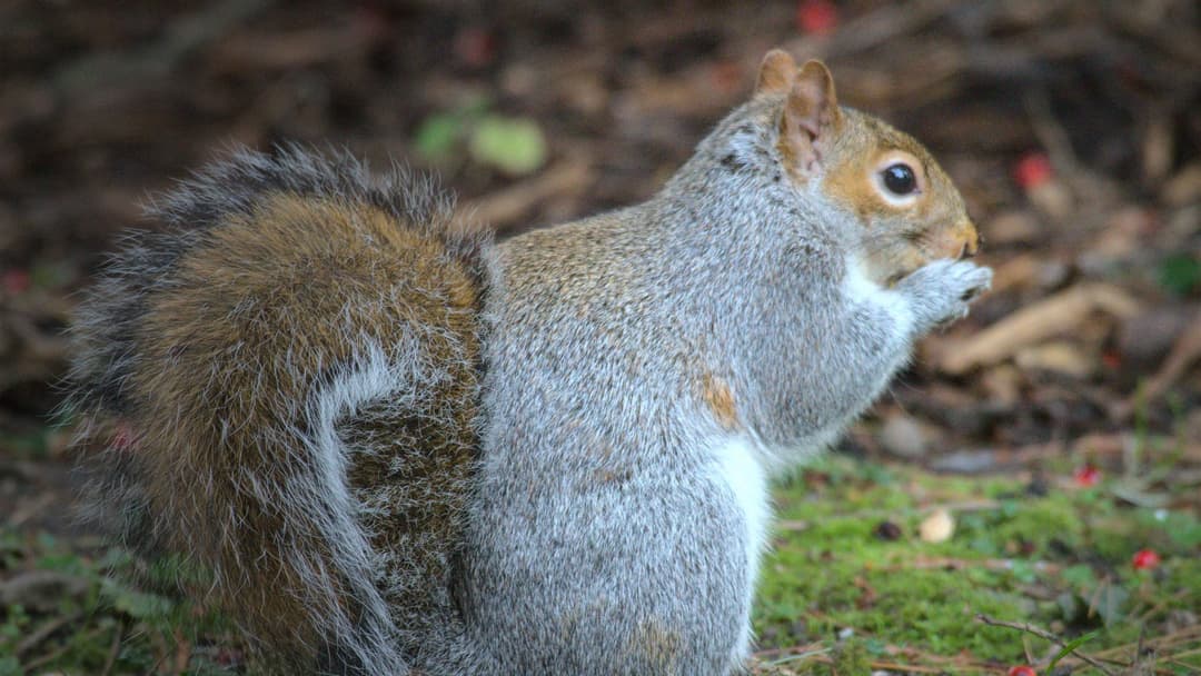 17. Eastern Gray Squirrel (Spatial Chunking And Fake-Burial Deception)