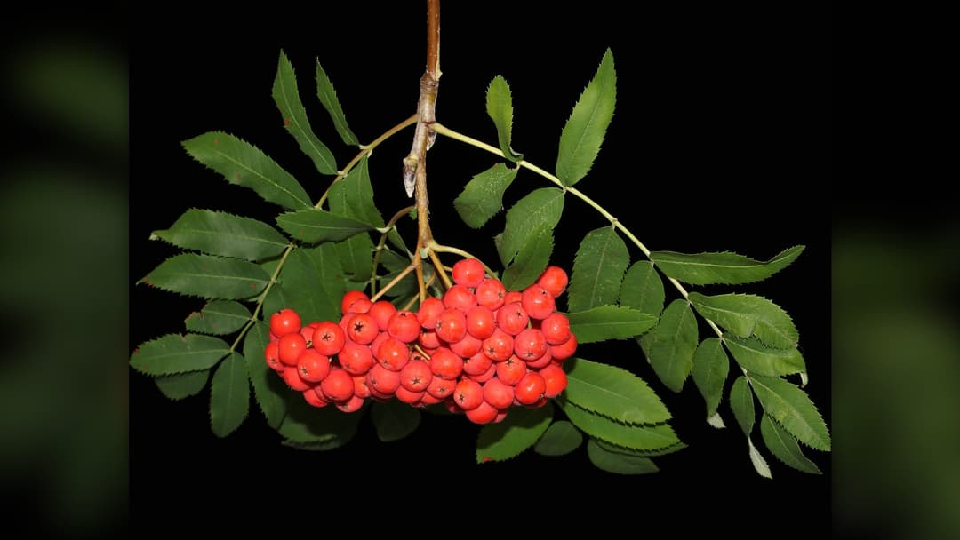 Clusters of ripe scarlet berries on a rowan tree branch