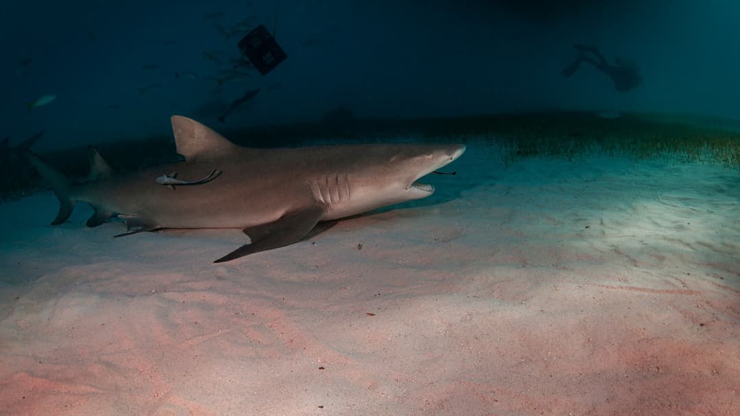 17. Lemon Shark Rest Stops