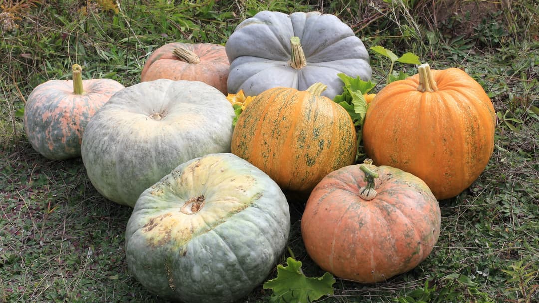 15. Giant Bushel Gourd (384.5 Pounds)