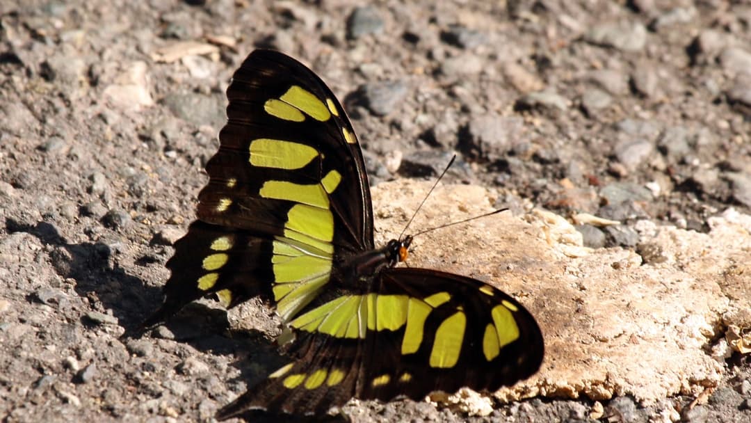 Malachite Butterfly (Siproeta stelenes) with lime-green translucent patches on dark brown wings perched on foliage